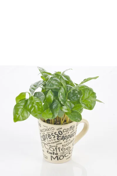 Kaffeepflanze in einer Tasse — Stockfoto