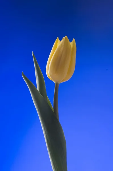 Spring kuning tulip mekar di latar belakang biru — Stok Foto