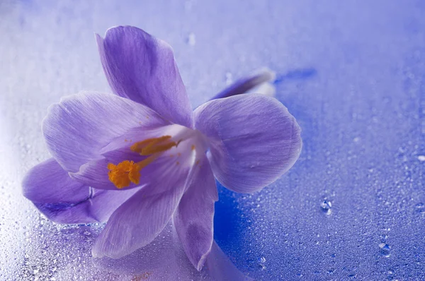 紫色番红花蓝湿背景上 — 图库照片