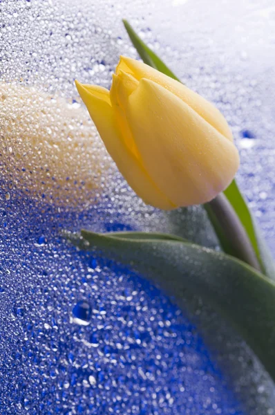 春季黄色郁金香盛开在湿蓝色背景 — 图库照片