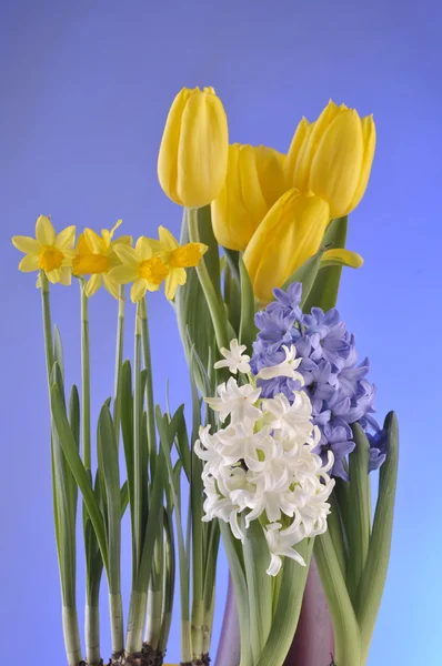 Jarní květiny na modrém pozadí — Stock fotografie