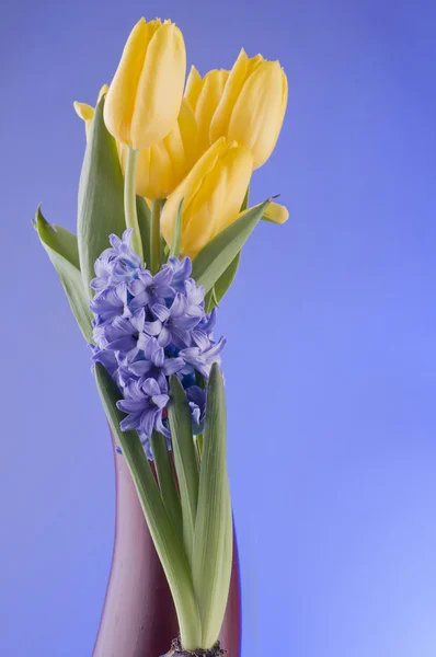 Wiosenne kwiaty na niebieskim tle — Zdjęcie stockowe