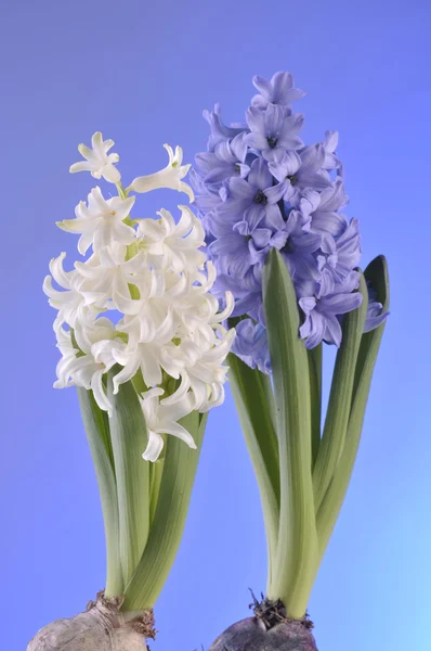 青色の背景に hiacinth の春の花 — ストック写真