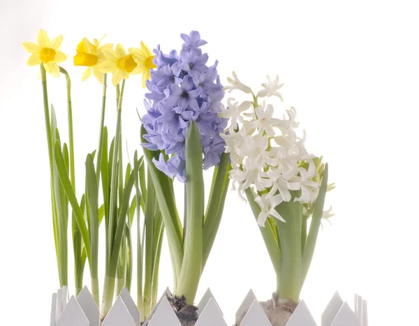 Beyaz arkaplanda yalıtılmış bahar çiçekleri — Stok fotoğraf