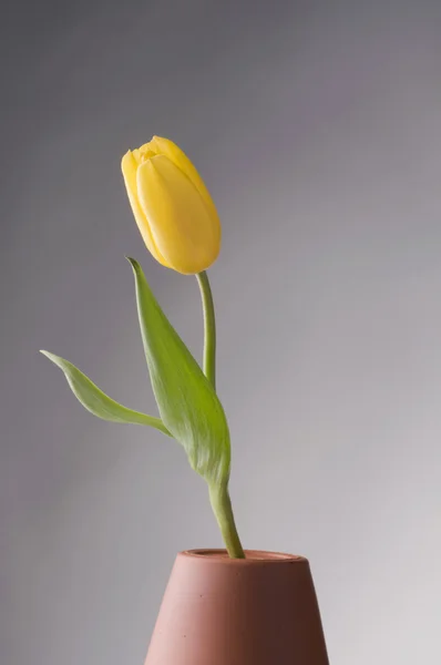 Άνοιξη blossom κίτρινο τουλίπα σε γκρι φόντο — Φωτογραφία Αρχείου