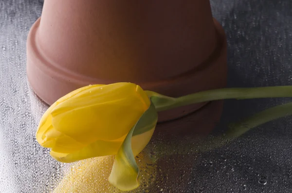 Flor de tulipán amarillo primavera sobre fondo gris húmedo — Foto de Stock