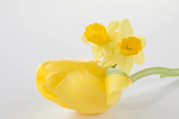 Yellow spring easter flowers — Stock Photo, Image