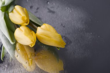 Spring yellow tulip blossom on wet grey background clipart