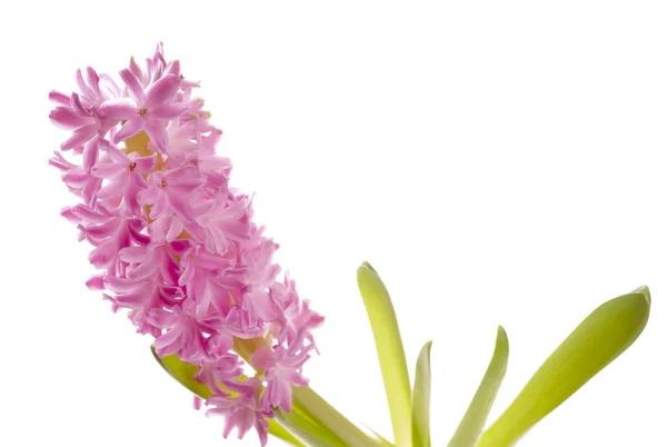 Hermosa flor de primavera de color jacinto —  Fotos de Stock