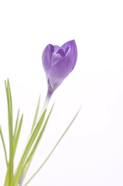 Purple crocus on white — Stock Photo, Image