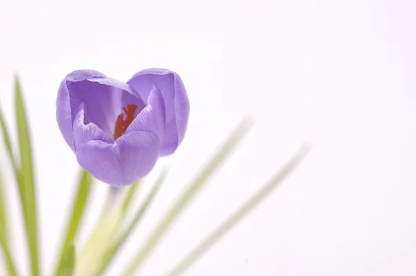 Stock image Purple crocus on white