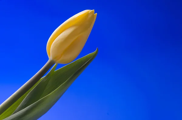 Spring yellow tulip blossom on blue background — Stock Photo, Image