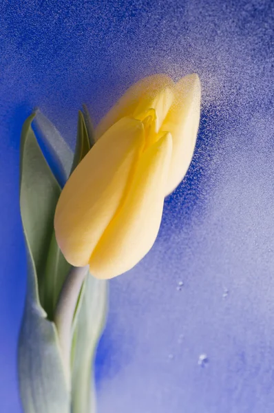 Frühling gelbe Tulpenblüte auf nassem blauen Hintergrund — Stockfoto