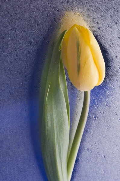 Lente gele tulp bloesem op natte blauwe achtergrond — Stockfoto