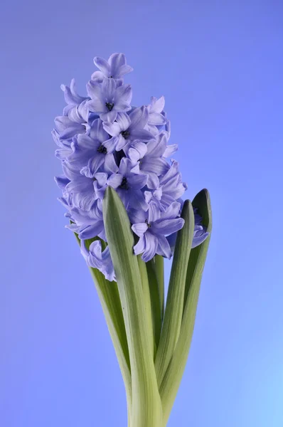 Spring flowers of hiacinth on blue background — Stock Photo, Image