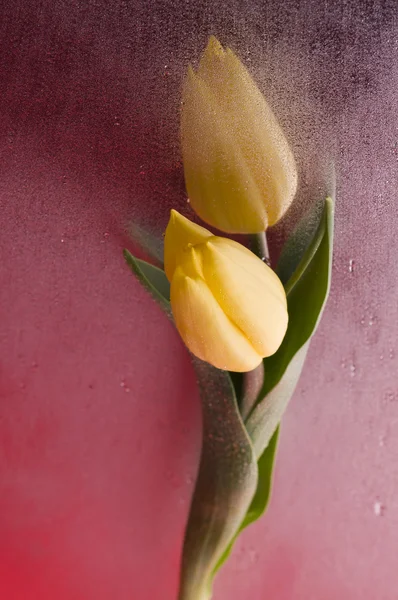 Frühling gelbe Tulpenblüte auf feuchtem roten Hintergrund — Stockfoto