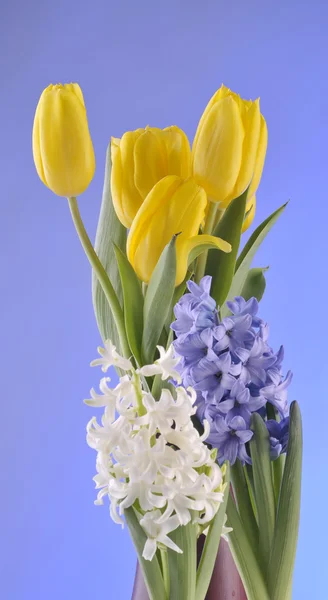 Ανοιξιάτικα λουλούδια σε μπλε φόντο — Φωτογραφία Αρχείου