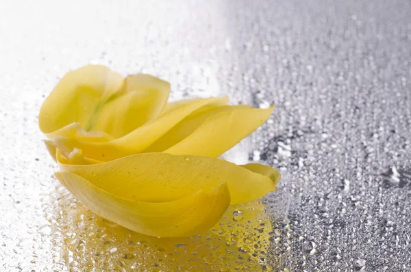 Pétalas de tulipa amarela deitadas na superfície cinzenta molhada — Fotografia de Stock