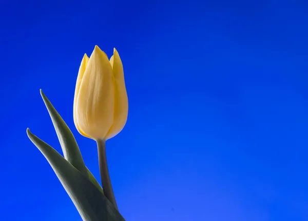 Spring kuning tulip mekar di latar belakang biru — Stok Foto