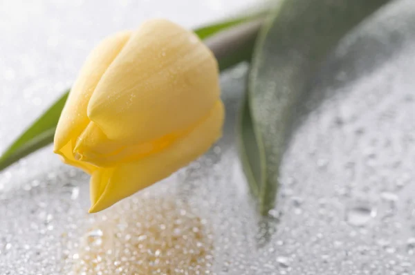 Flor de tulipán amarillo primavera sobre fondo gris húmedo —  Fotos de Stock