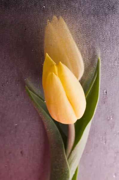Primavera flor de tulipa amarela no fundo cinza molhado — Fotografia de Stock