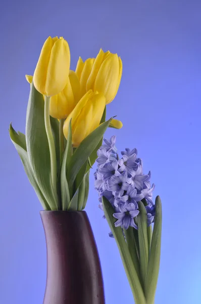 Ανοιξιάτικα λουλούδια σε μπλε φόντο — Φωτογραφία Αρχείου