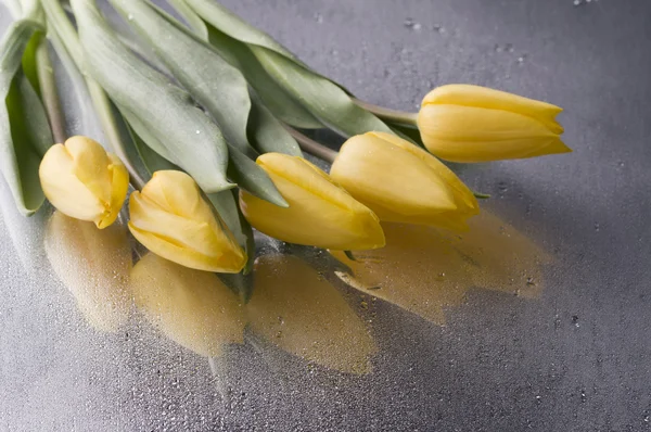 Frühling gelbe Tulpenblüte auf nassem grauen Hintergrund — Stockfoto