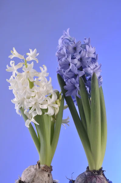 Spring flowers of hiacinth on blue background — Stock Photo, Image