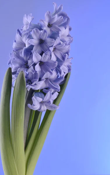 Spring flowers of hiacinth on blue background — Stock Photo, Image