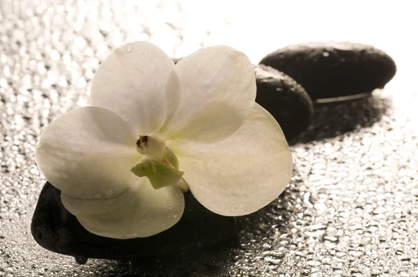 Bílá orchidej květina po mokrém povrchu s odleskem — Stock fotografie