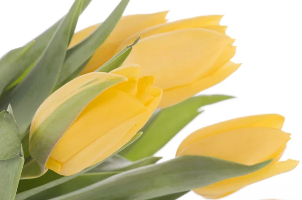 Spring tulips isolated on white — Stock Photo, Image