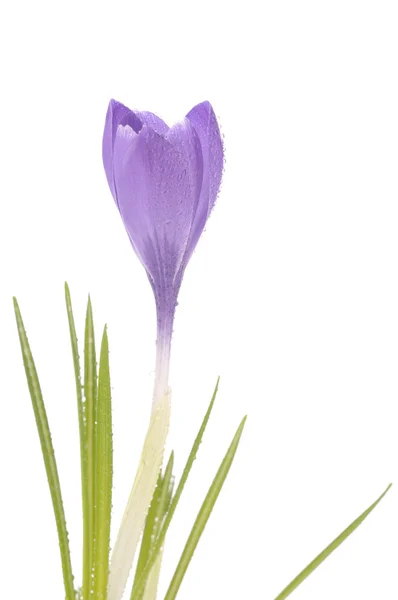 A fehér lila crocus — Stock Fotó