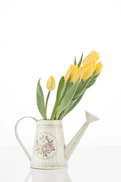Spring Tulpen geïsoleerd op wit — Stockfoto