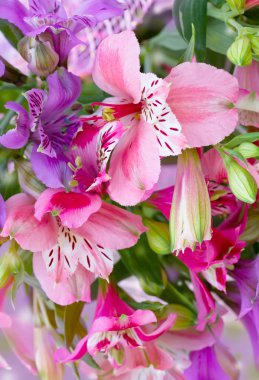 alstroemeria