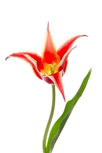 Lilie blühte Tulpe aladdin — Stockfoto