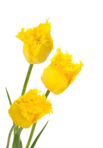 Tulipas franjas amarelas — Fotografia de Stock