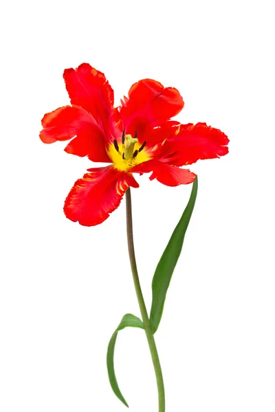 Tulipas vermelhas de primavera isoladas em branco — Fotografia de Stock