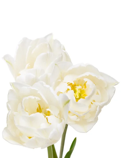 Strauß weißer Tulpen isoliert auf weißem Grund — Stockfoto
