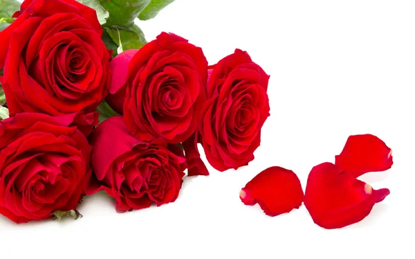 Rosas rojas aisladas sobre un fondo blanco —  Fotos de Stock