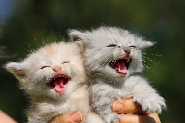 Zwei kleine Kätzchen — Stockfoto