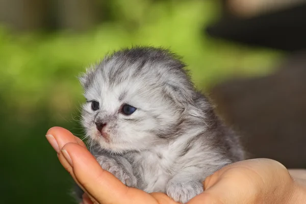Küçük yavru kedi Stok Resim