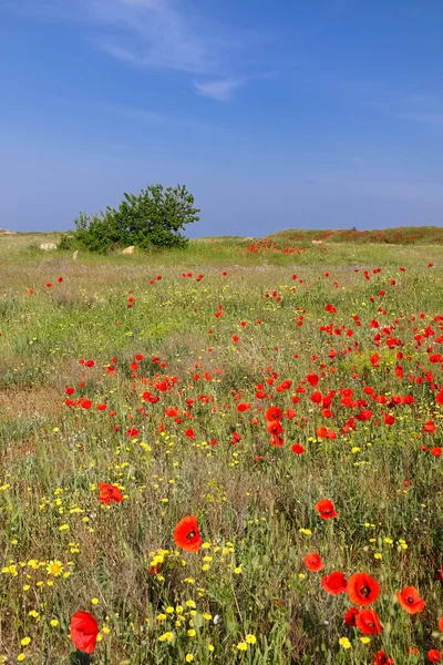 Flowering steppe — Stock Photo, Image