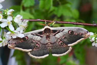Silk moth (saturnia pyri) clipart