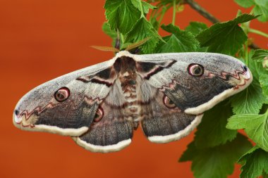 İpek güve (saturnia pyri)