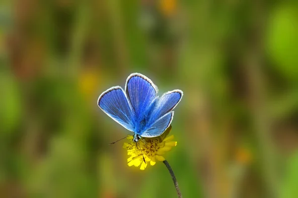 Motyl dzienny (lycaena Ikara) — Zdjęcie stockowe