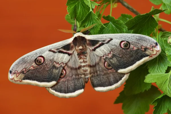 Papillon de soie (saturnia pyri) ) — Photo