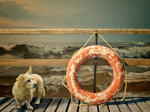 Lifebuoy and dog — Stock Photo, Image