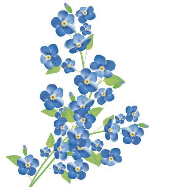 Forget-me-not flowers clipart