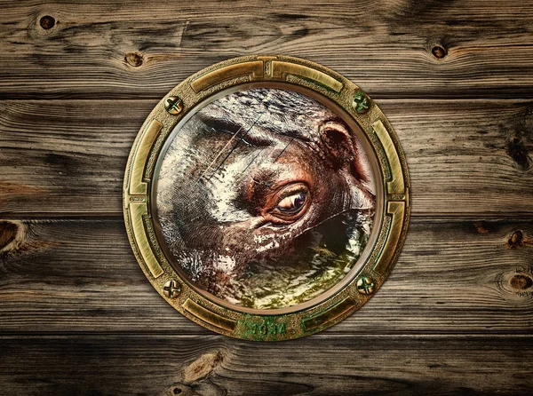 Porthole com hipopótamo — Fotografia de Stock