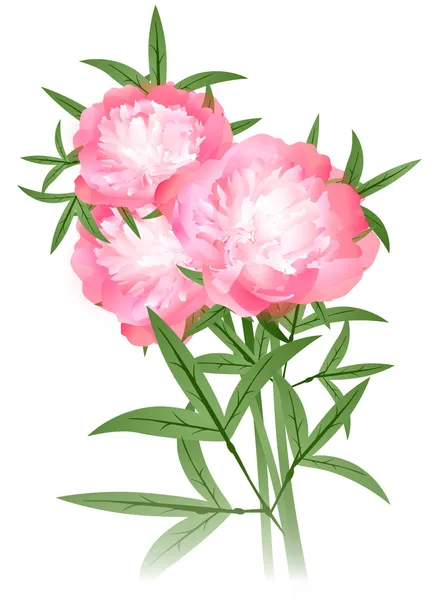 Flores de peonía — Archivo Imágenes Vectoriales